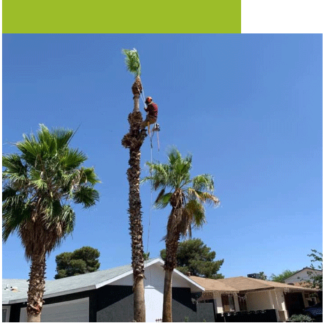 Palm Tree Trimmers