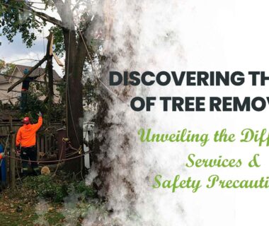 Types of Tree Removal Services