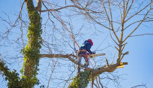 Common Reasons for Tree Removal