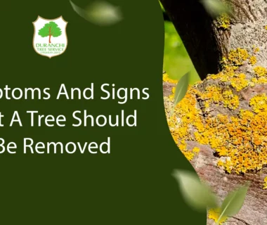 Tree Removal Symptoms