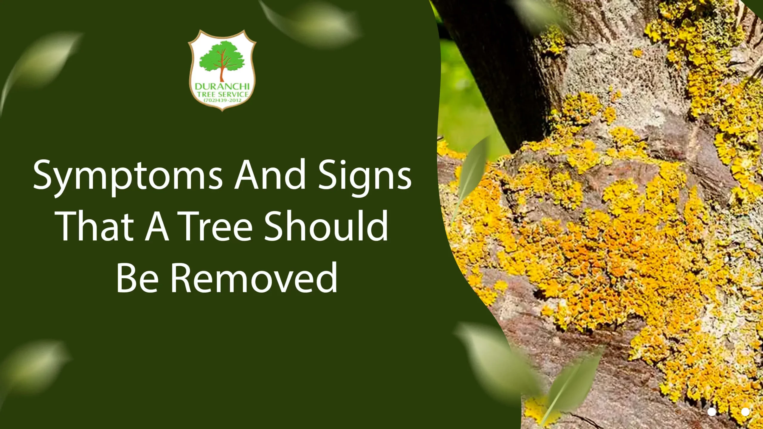 Symptoms And Signs That A Tree Should Be Removed