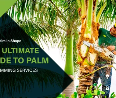 Palm Tree Trimming Services