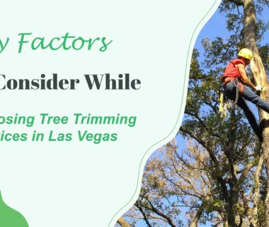Expert Tree Trimming Services