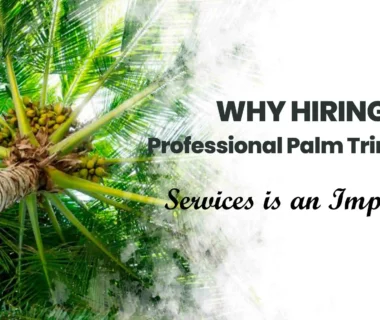 Palm Trimming Services