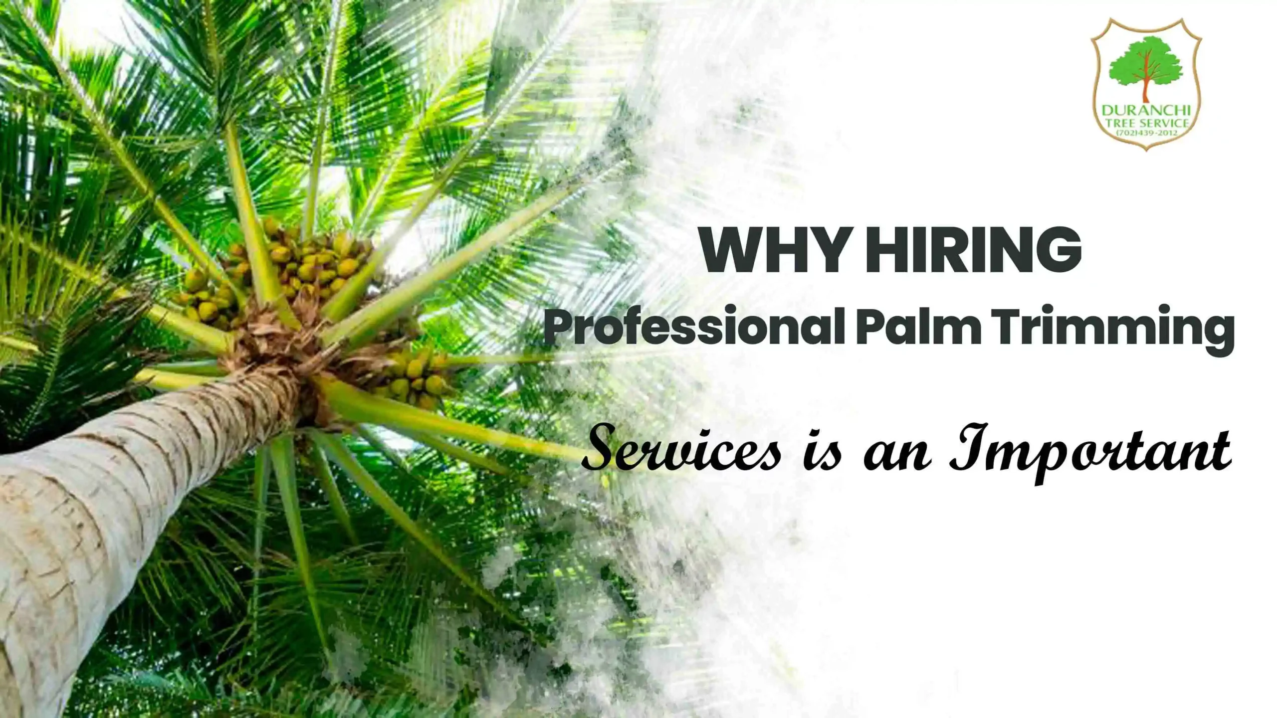 Why Hiring Professional Palm Trimming Services is an Important
