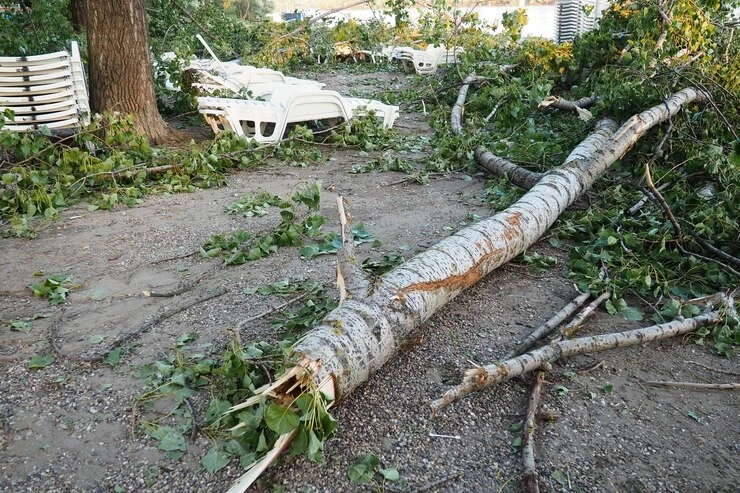 Fallen Tree by Strom