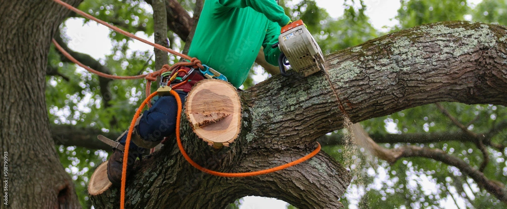 Tree Trimming By Expert