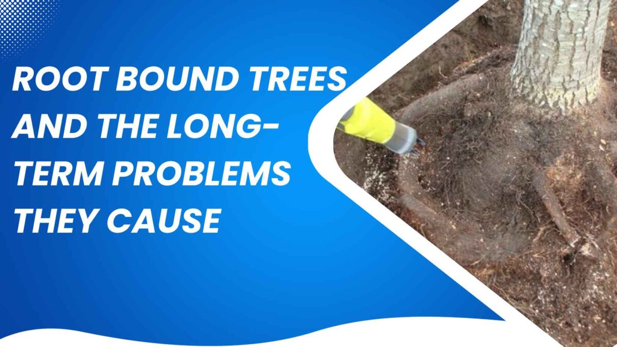 root-bound trees