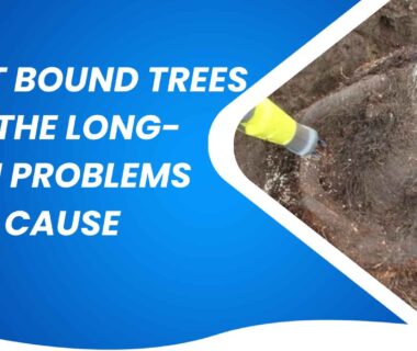 root-bound trees