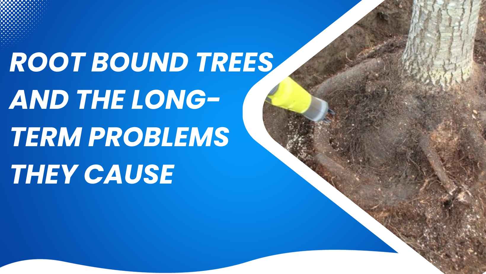 Root Bound Trees and The Long-Term Problems They Cause