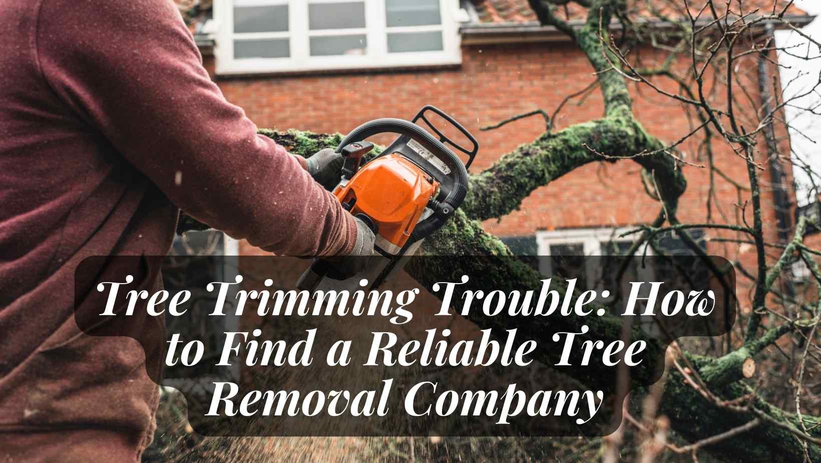 Tree Trimming Trouble: How to Find a Reliable Tree Removal Company