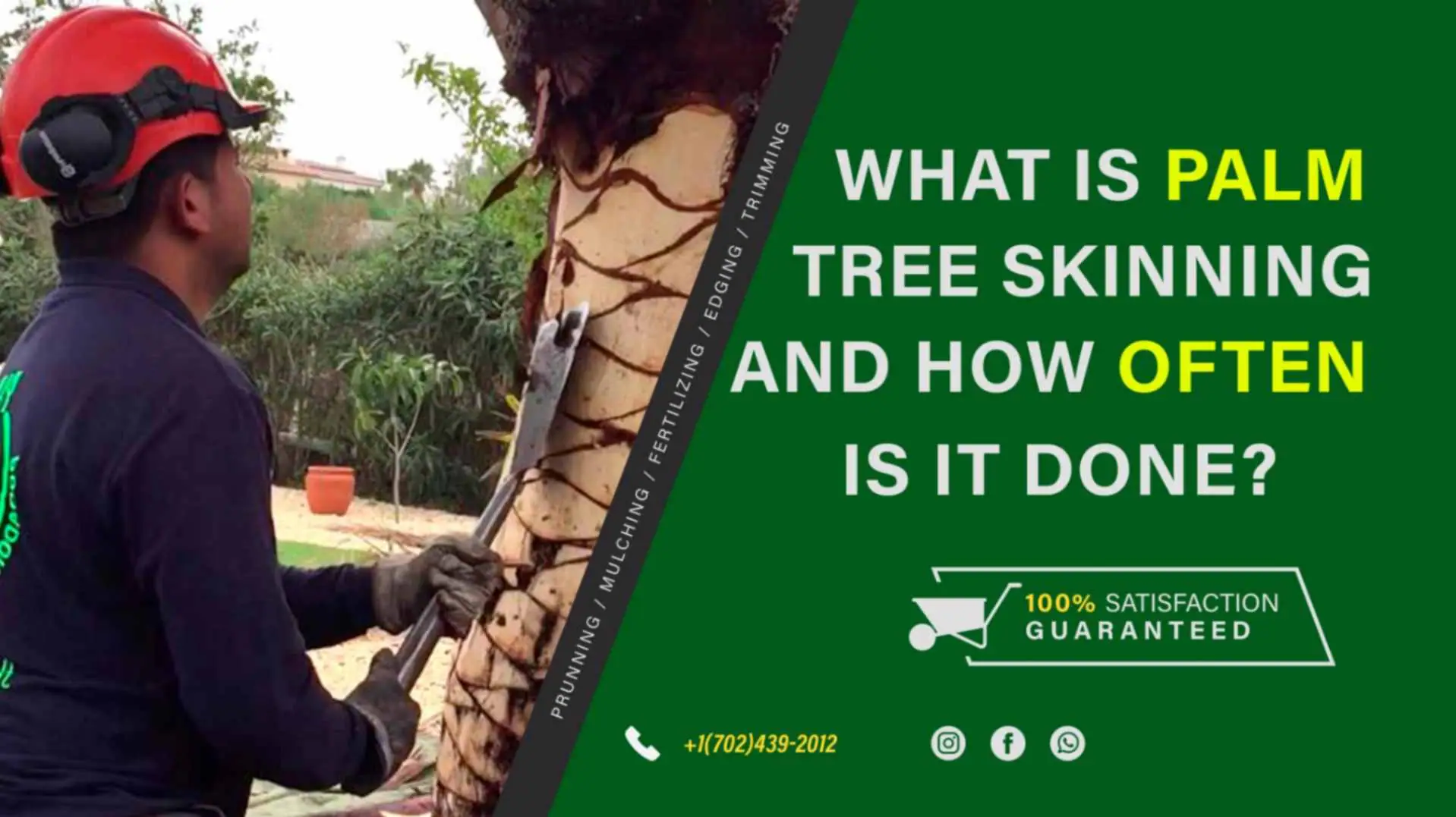 Skinning Palm Trees What, Why & How Often