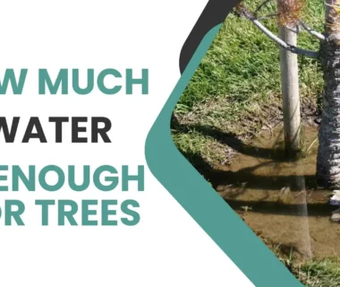 Water Needs of Trees