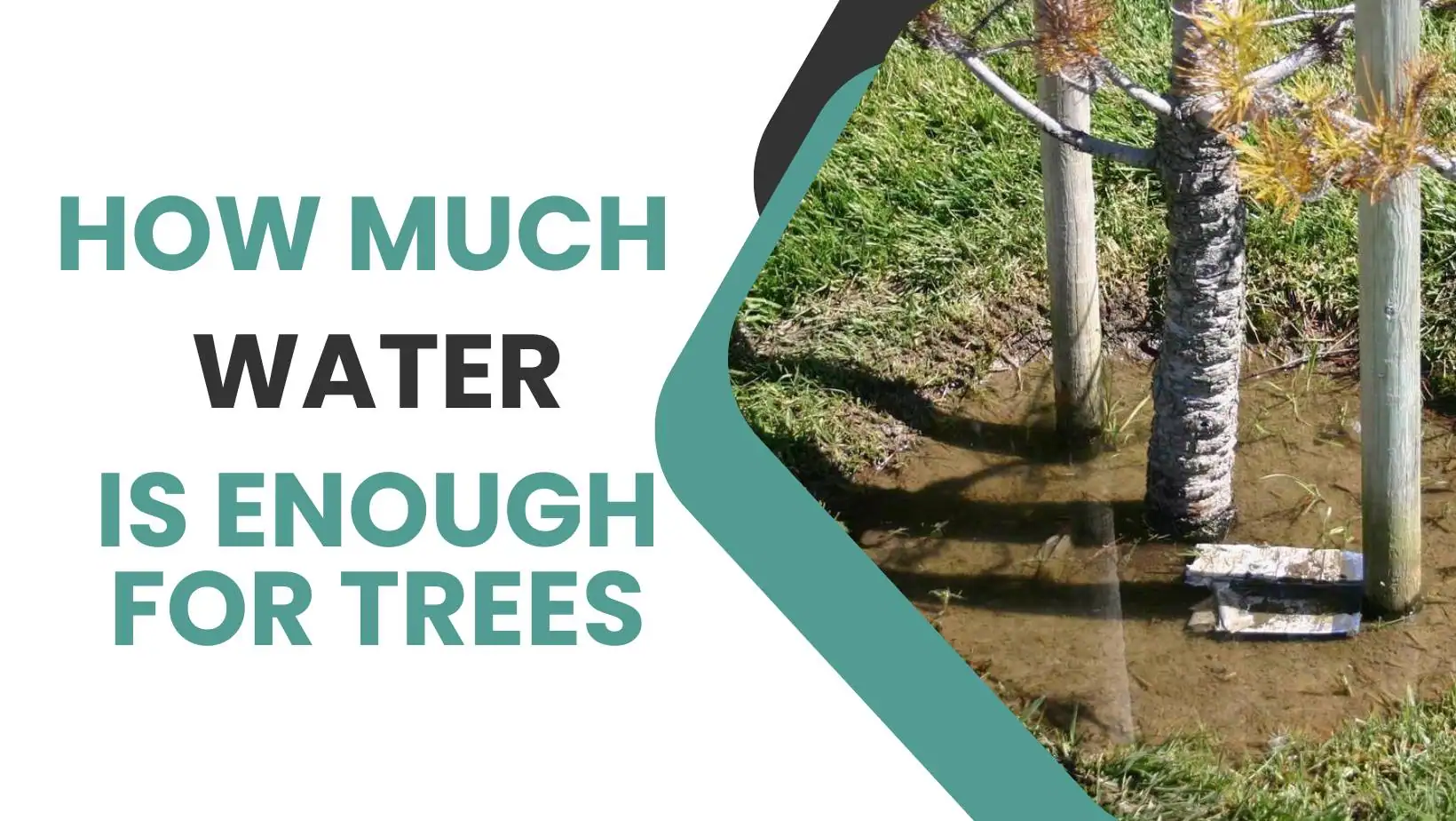 How Much Water is Enough For Trees