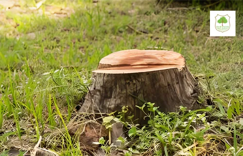 Root-and-Stump-Removal