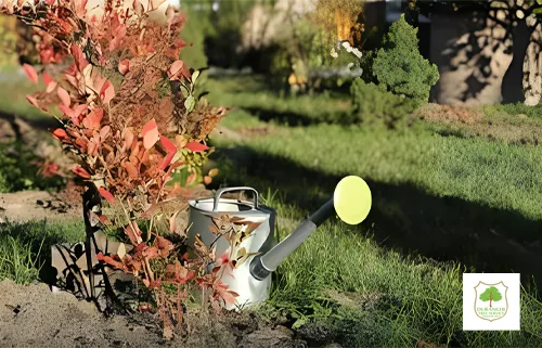 Watering the Soil and Caring for the New Grass