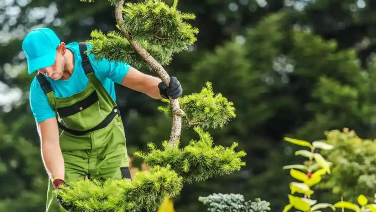 Expert Tree Care Why Hiring an Arborist Matters