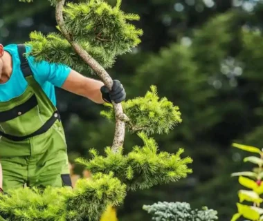 Expert Tree Care Why Hiring an Arborist Matters