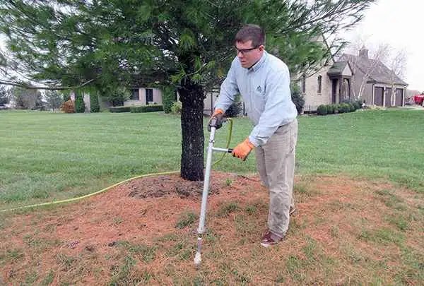 Tree Fertilization