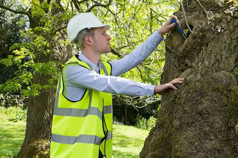 Essential Tree Maintenance Tasks for Homeowners