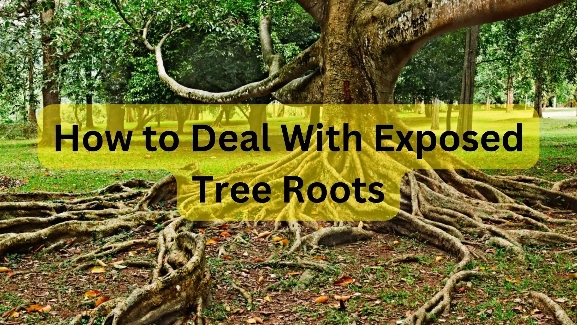 How to Deal With Exposed Tree Roots