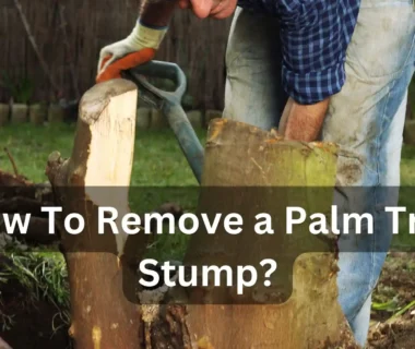 Palm Tree Stump Removal