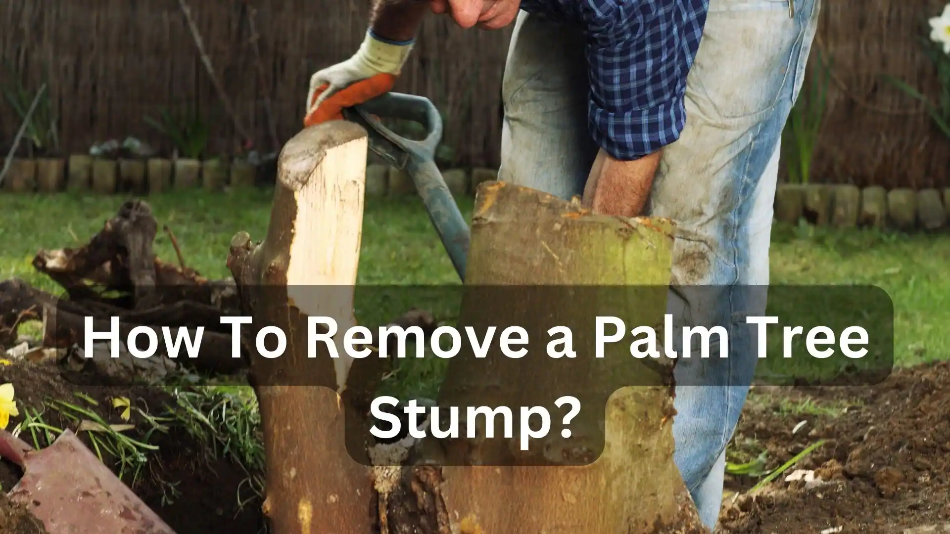 How To Remove a Palm Tree Stump?