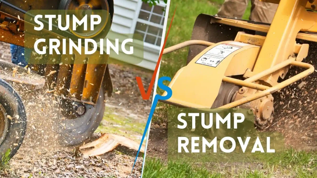 Stump Removal vs Stump Grinding