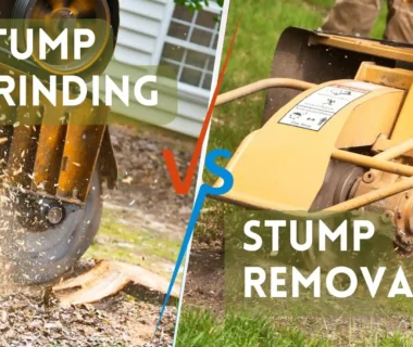 Stump Removal vs Stump Grinding
