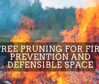 Tree Pruning for Fire Prevention and Defensible Space