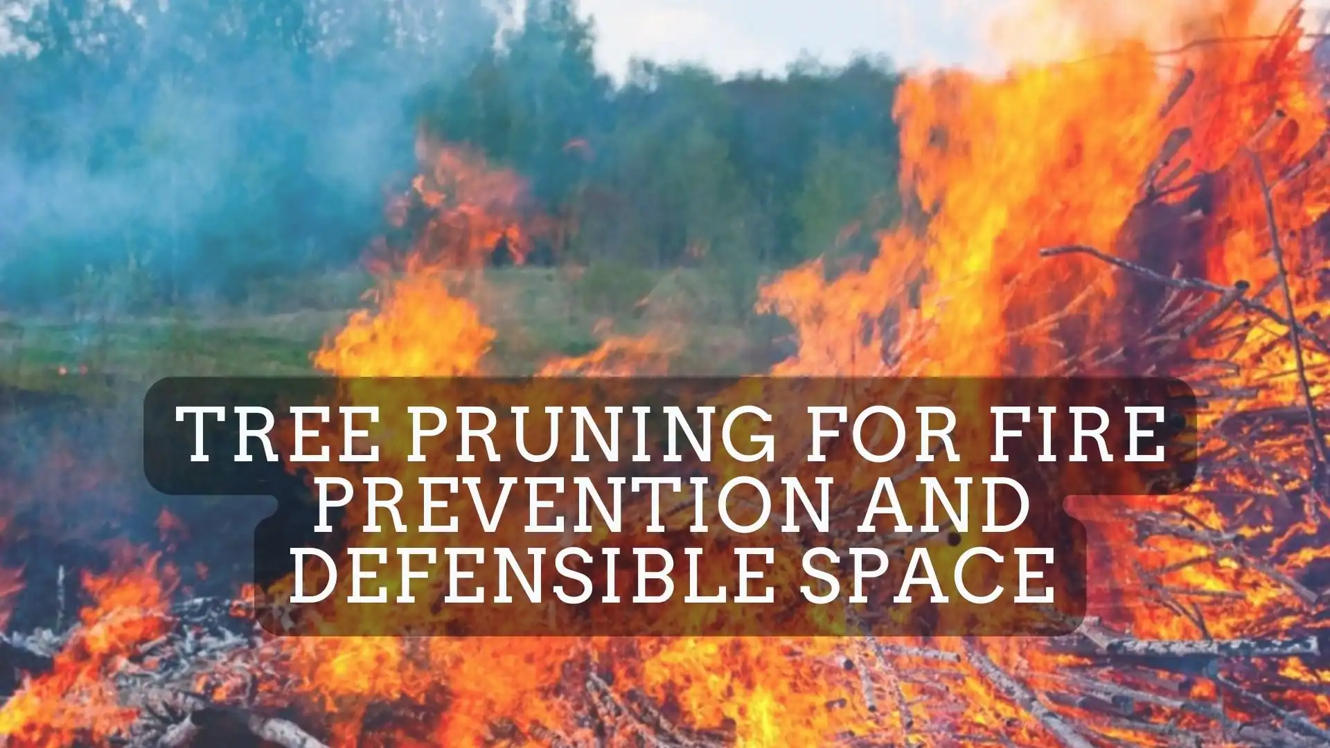 Tree Pruning for Fire Prevention and Defensible Space