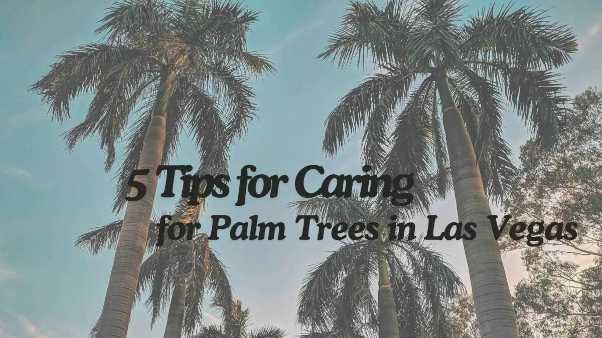 Caring for Palm Trees