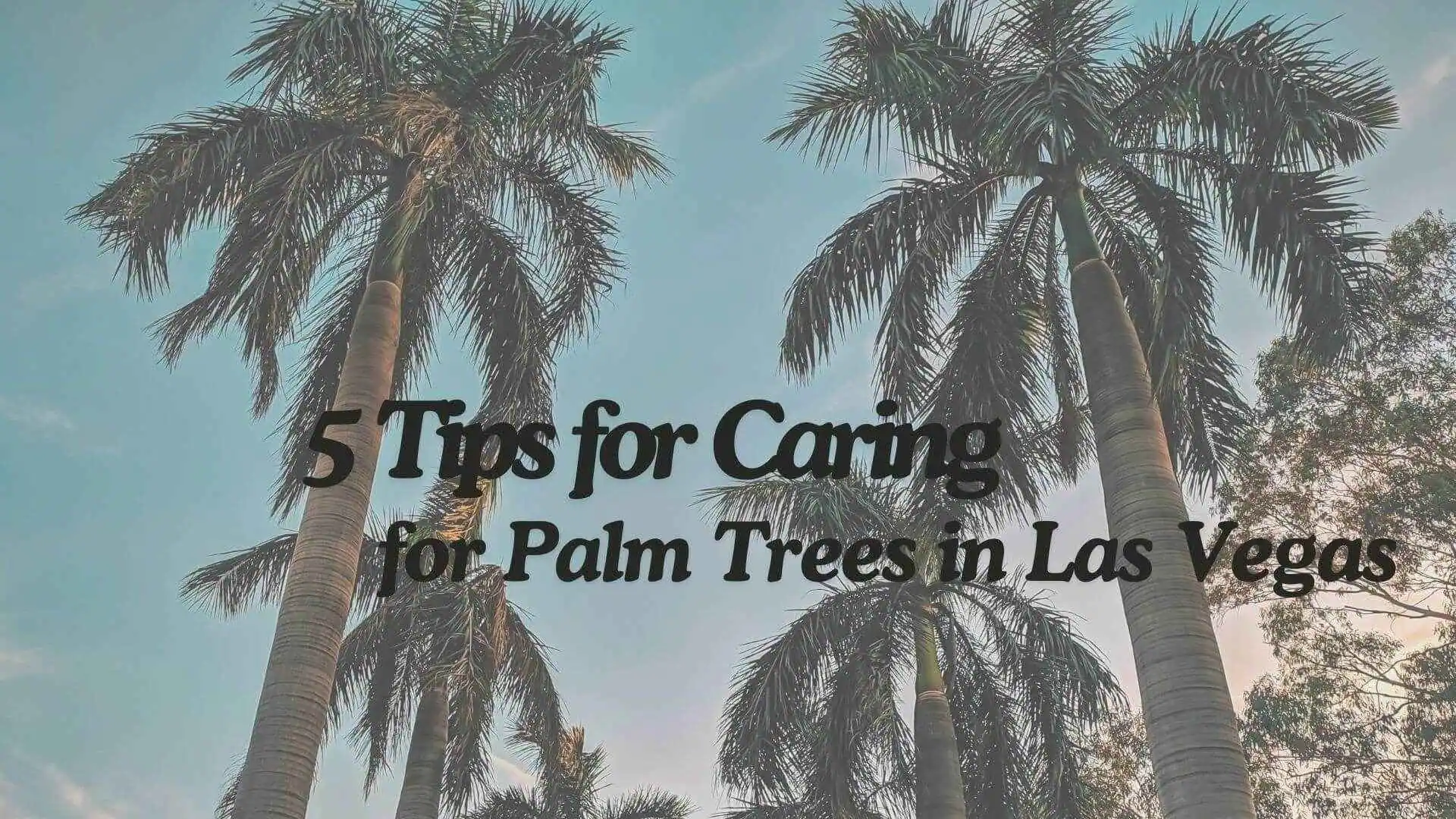 5 Tips for Caring for Palm Trees in Las Vegas