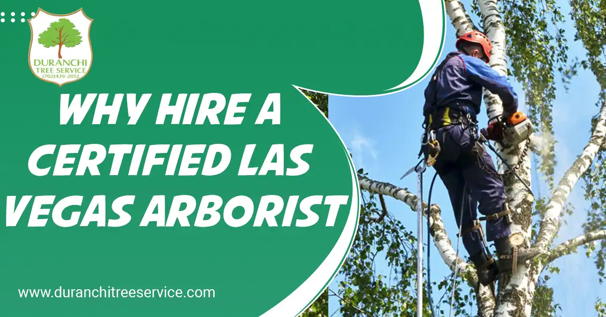 Why Hire a Certified Las Vegas Arborist Ensuring the Best Tree Care