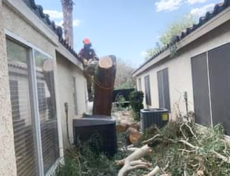 Duranchi Tree Service for cheap tree removal.