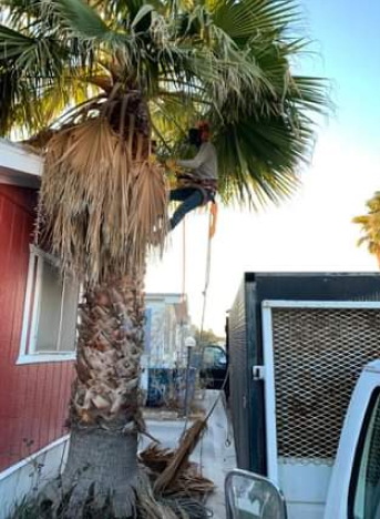 choose Duranchi Tree Service tree trimming services