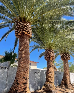 About | Duranchi Tree Services