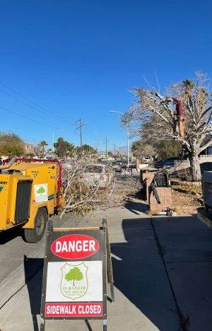 work| Duranchi tree service
