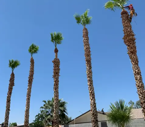 work| Duranchi tree service