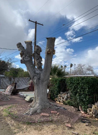 Tree tree removal las vegas