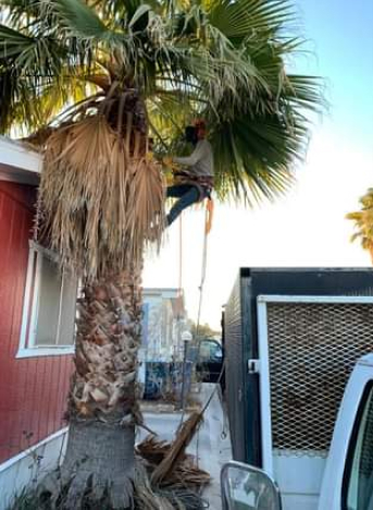 Tree tree removal las vegas